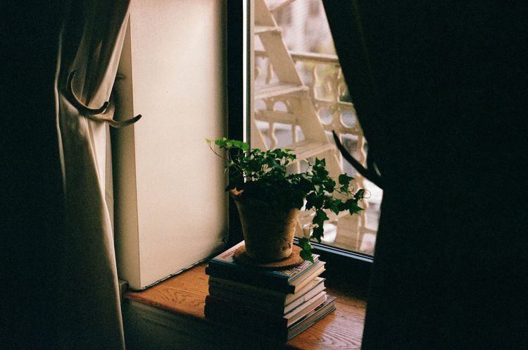 Windowsill with a stack of books supporting potted ivy.