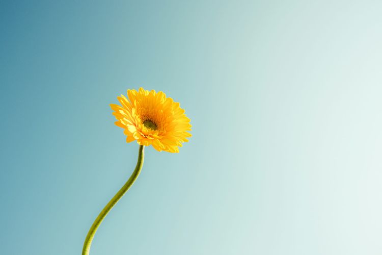 A single Gerber daisy against a blue sky.