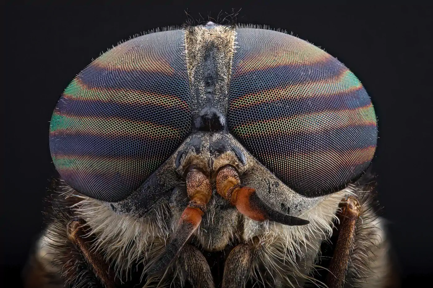 Deer Fly eyes.