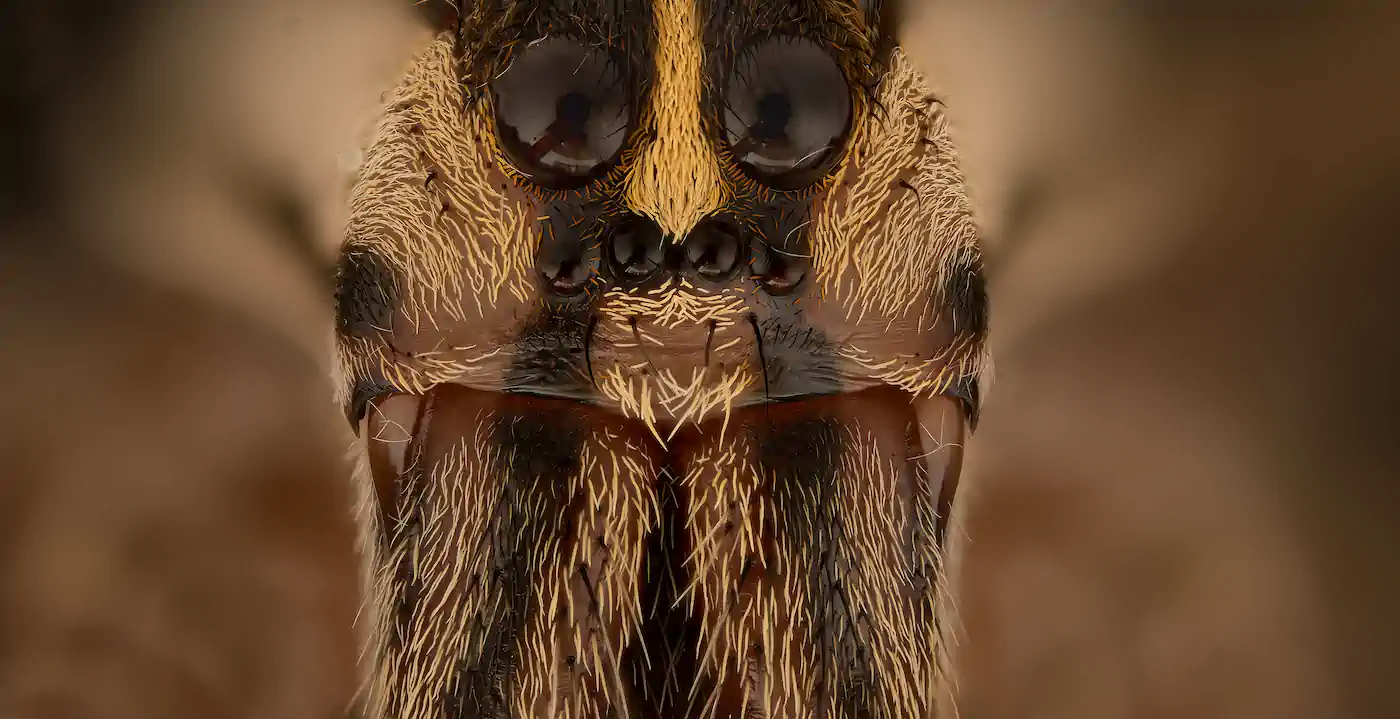 Close up of Wolf Spider face.