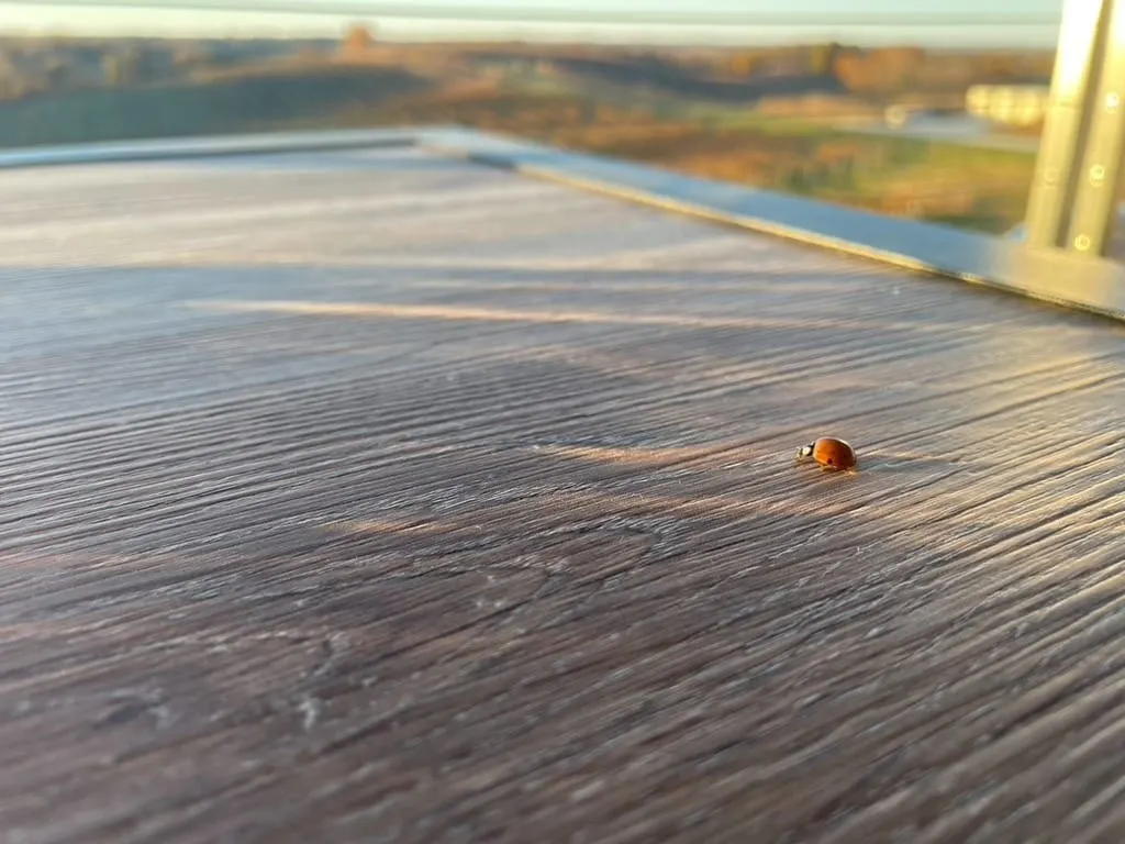 A small ladybug on a wooden surface with sunlight casting soft shadows, creating a calm and serene atmosphere. Blurred landscape in the background.
