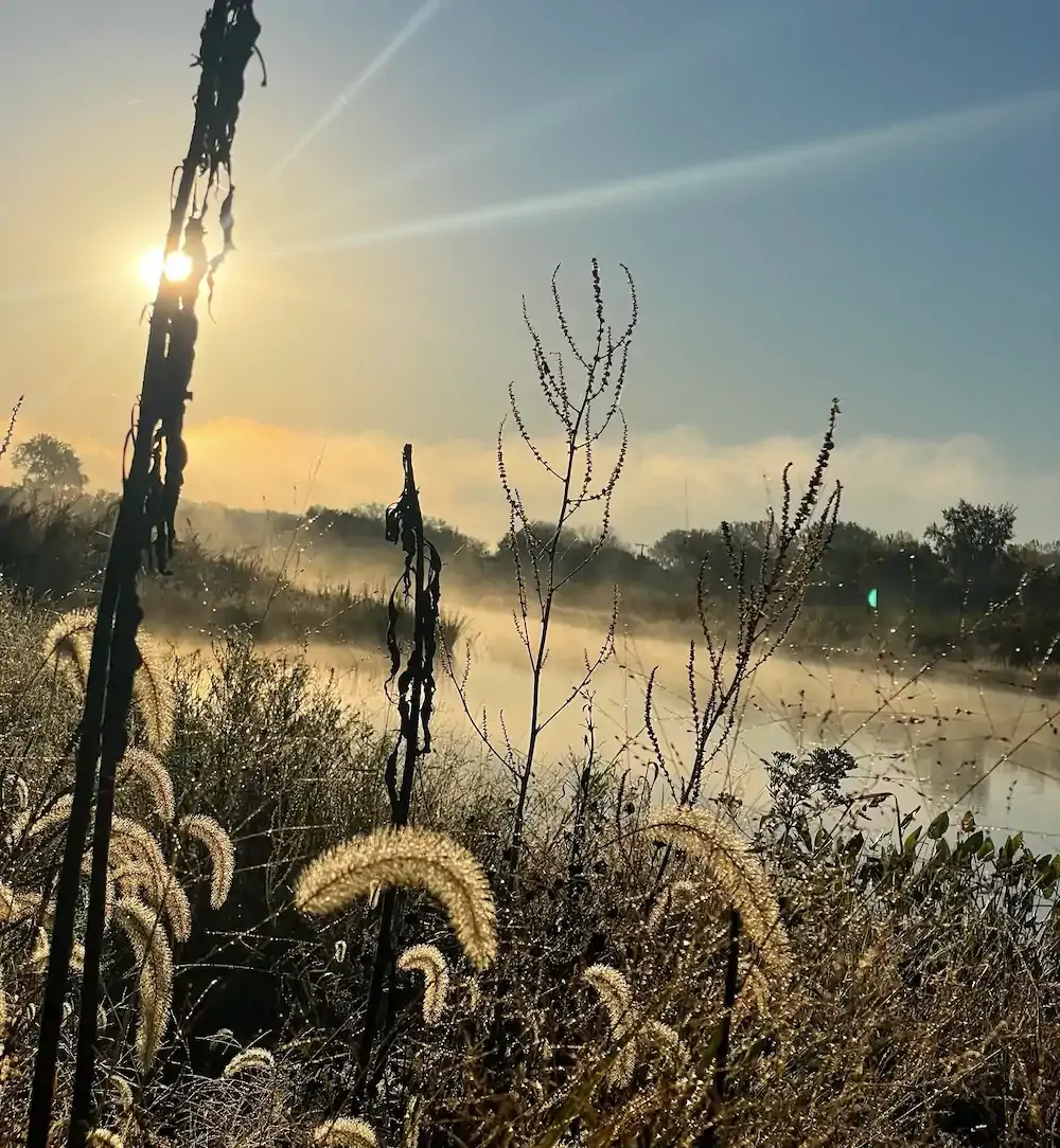 Sunrise over a misty river, with sunlight streaming through tall grasses and plants. The scene conveys tranquility and natural beauty.