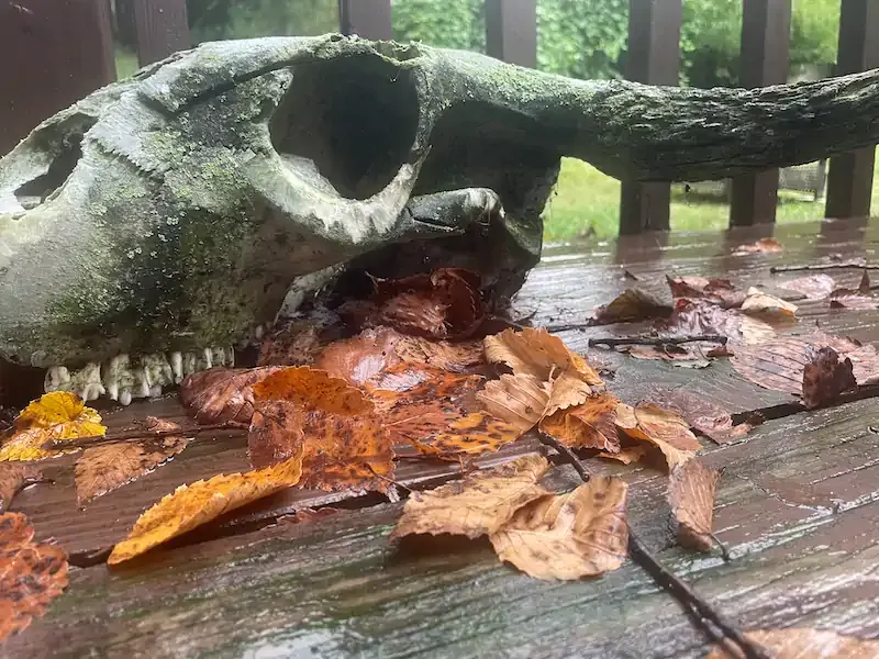 Skull and dry autumn leaves scattered on a wet wooden deck railing, green forest visible in the background.