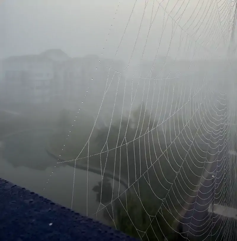 Dew-beaded spider web in sharp focus against a fog-shrouded pond, trees, and distant buildings.