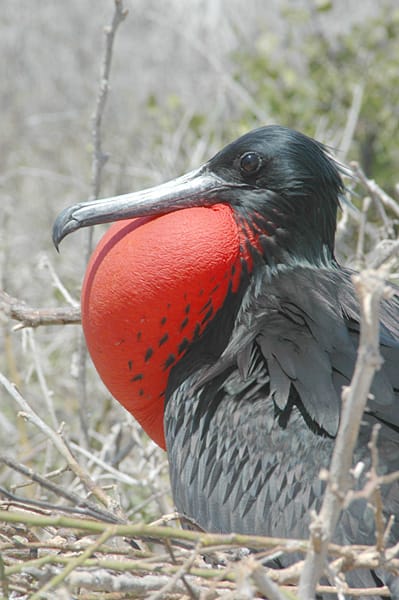 A male magnificent frigatebird (that's the actual species name). Photo: Aquaimages, Wikimedia Commons, CC BY-SA 2.5.