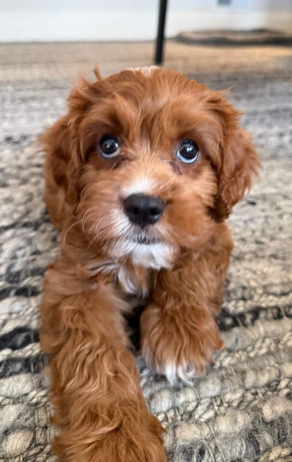 No Plan Survives the Puppy