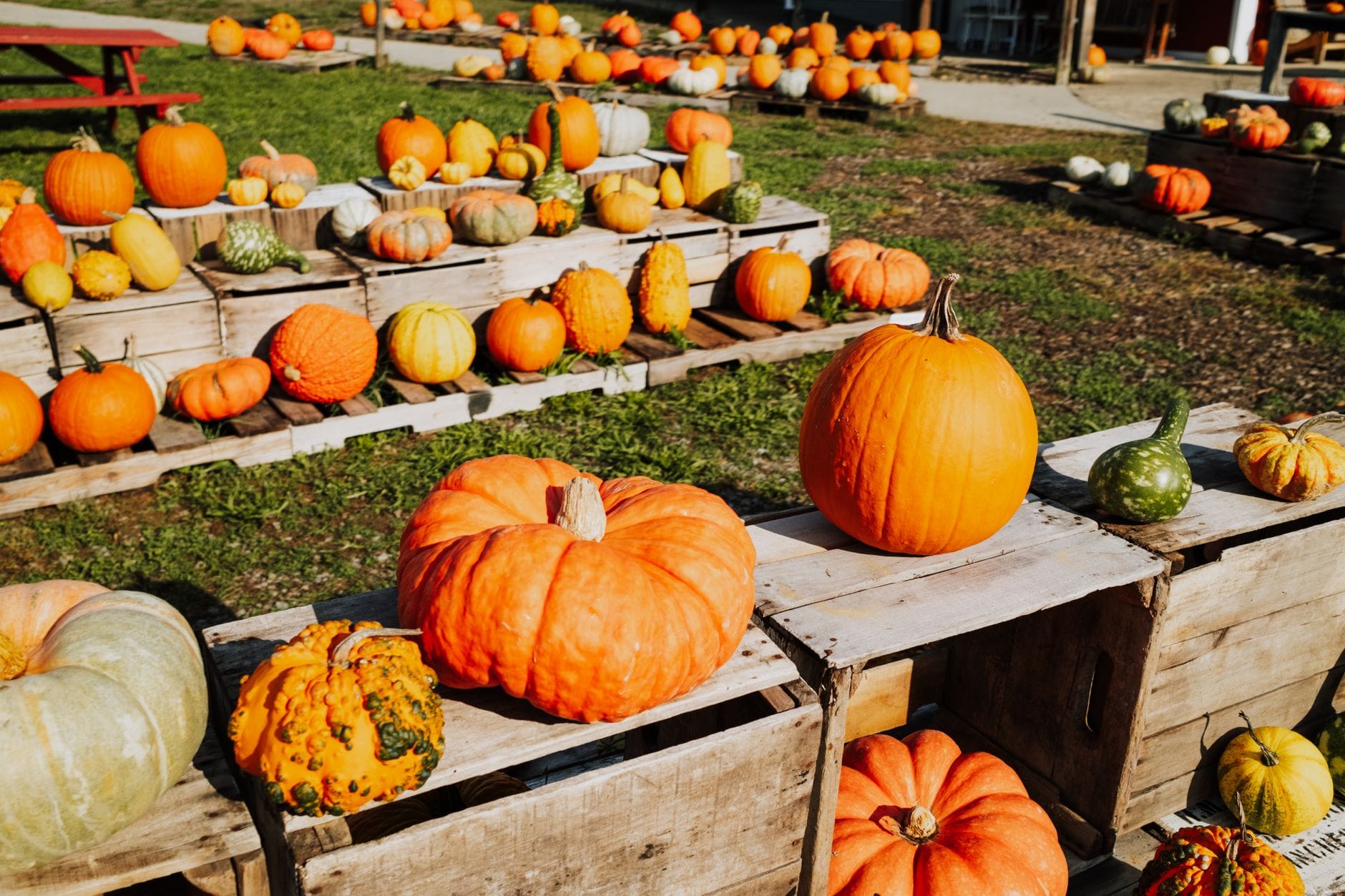 Farm market stand displaying pumpkins, gourds, and seasonal produce for sale
