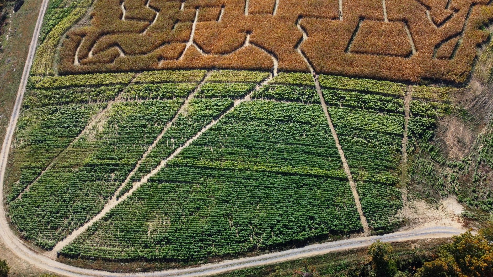 Corn maze pathway with fall harvest surroundings