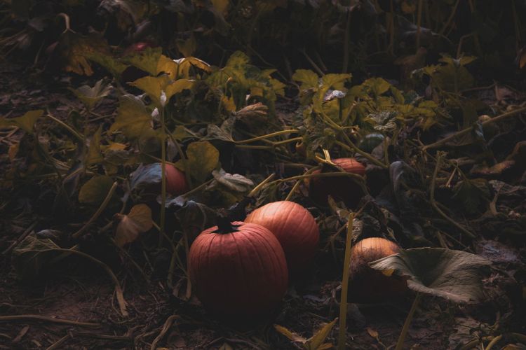 Pumpkin patch with visitors selecting pumpkins among fall foliage