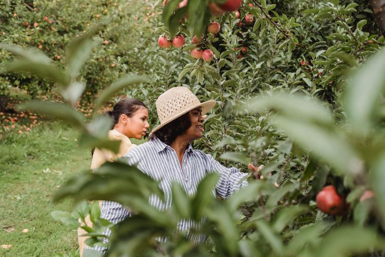 Families picking apples at a u-pick orchard near Salem