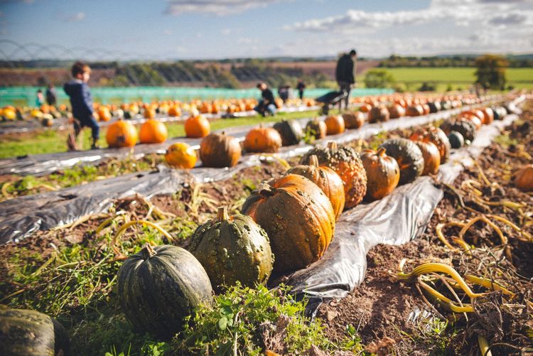 Rows of pumpkins at Kraemer Farms pumpkin patch in Keizer