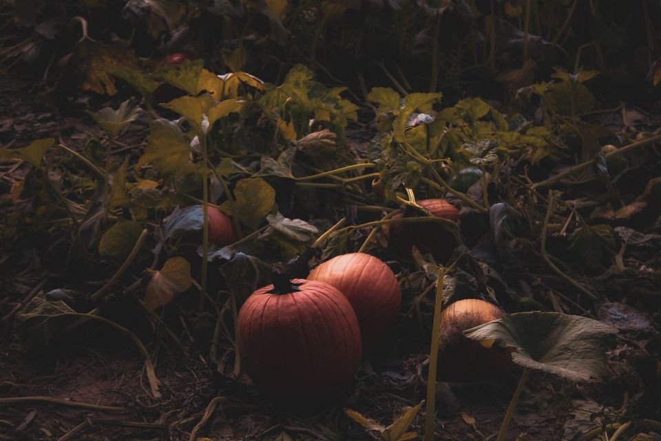 Pumpkin patch with visitors selecting pumpkins among fall foliage
