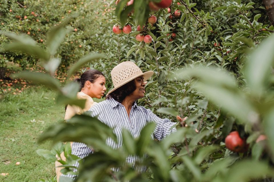 Families picking apples at a u-pick orchard near Salem