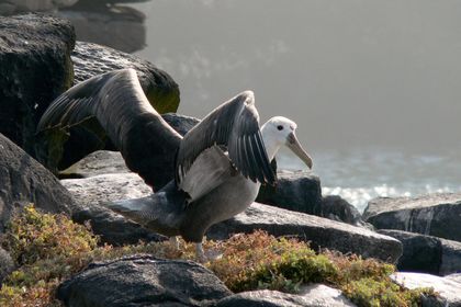 Galápagos Islands