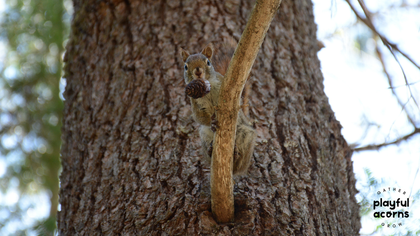 Witty Wildlife