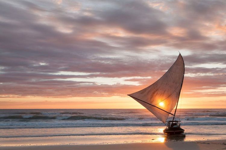 The Oracle called Iracema