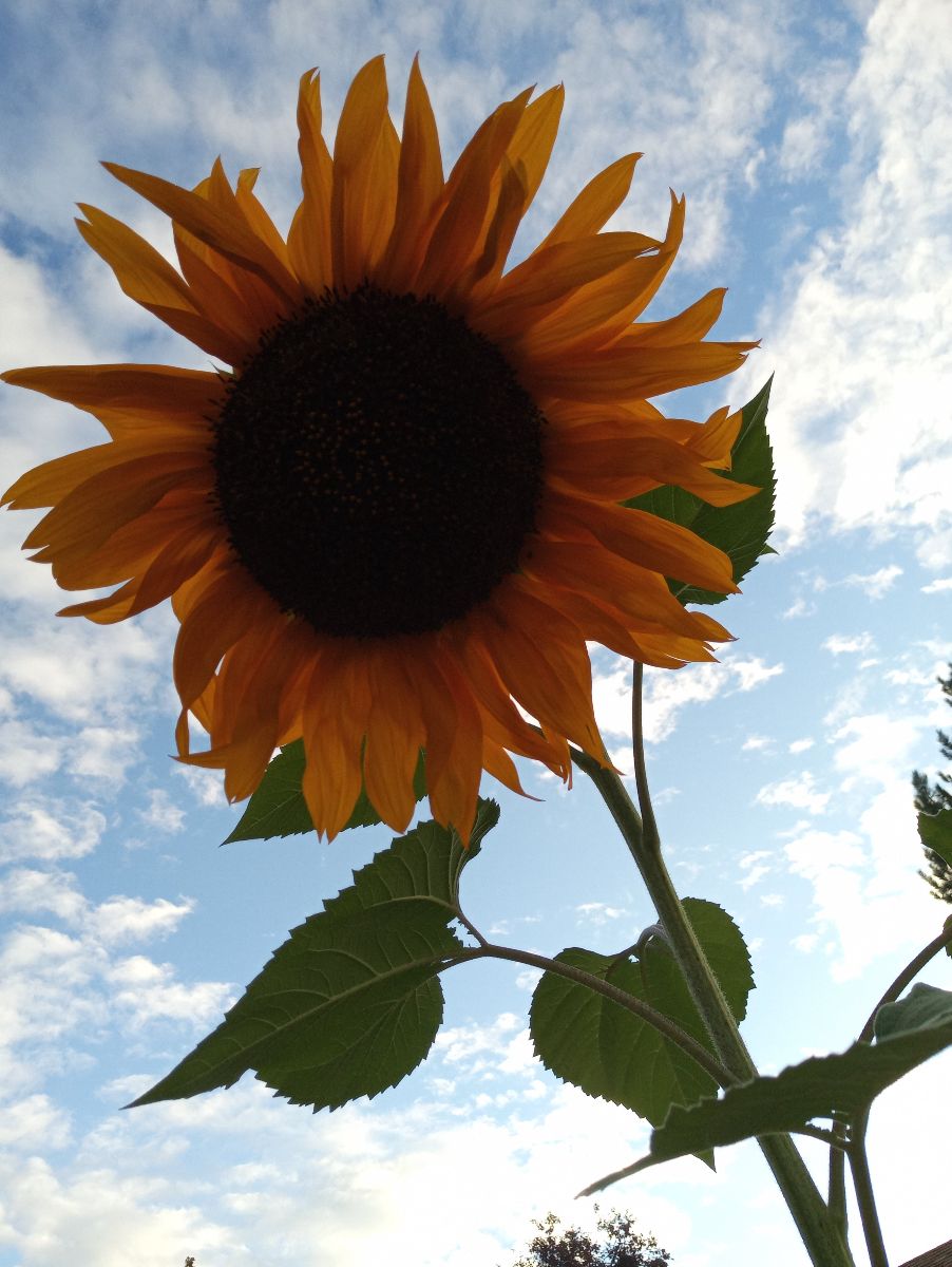 image of sunflower with sky in background