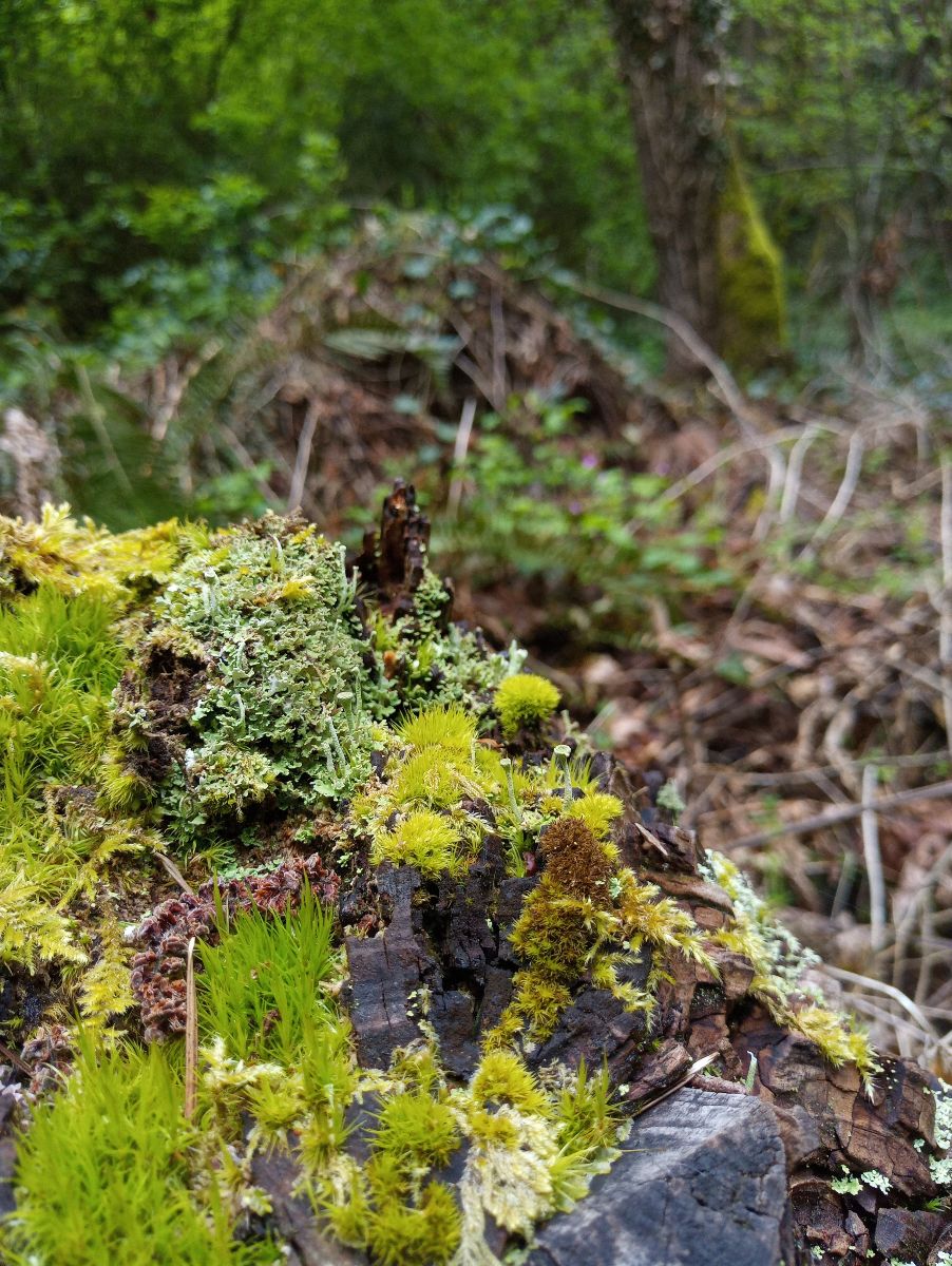 Image of microhabitat of ferns and lichens growing on a stump