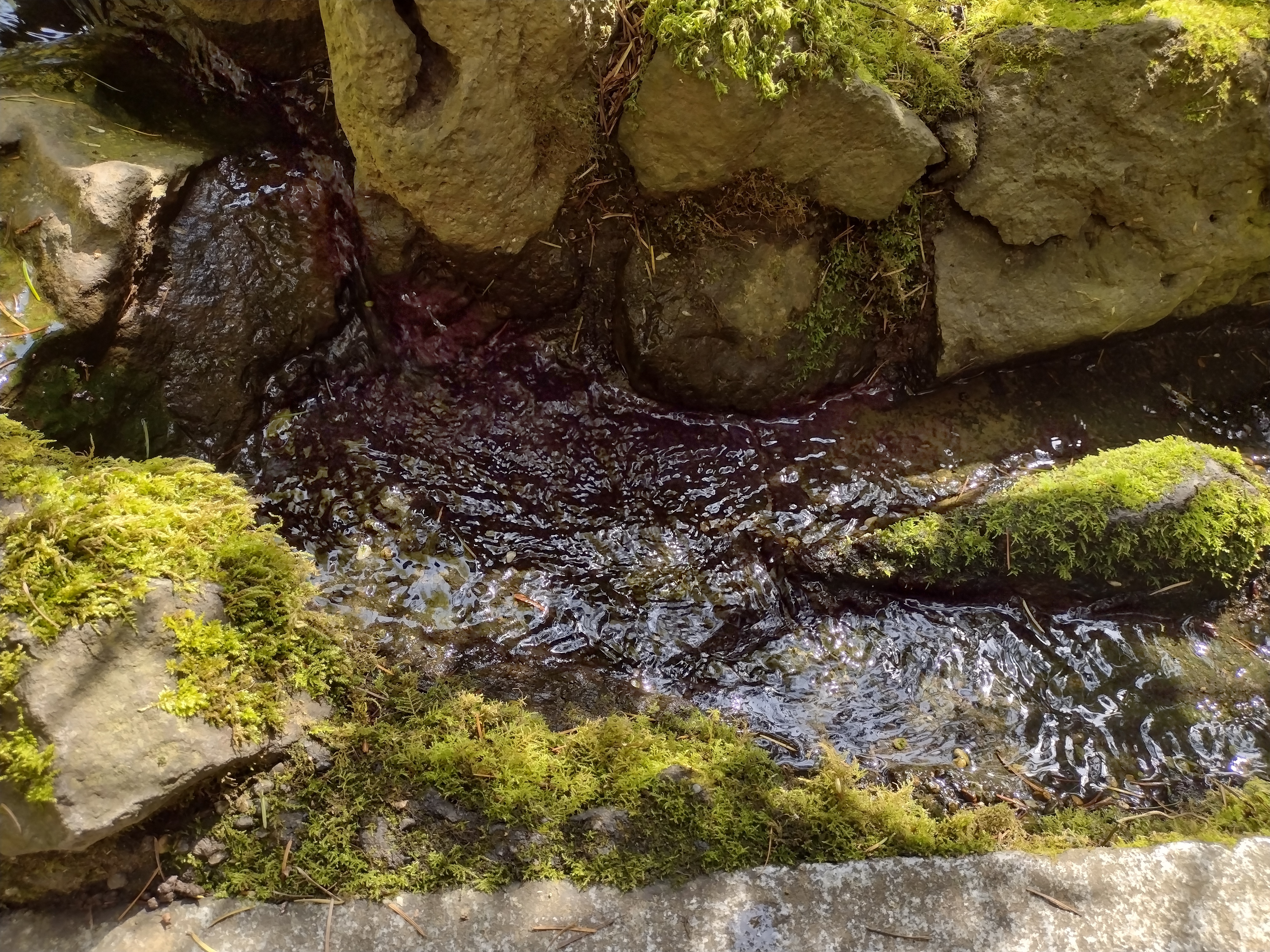 Image of streamlet at the Japanese Gardens, with water flowing over mossy rocks, sunlight dappling both.