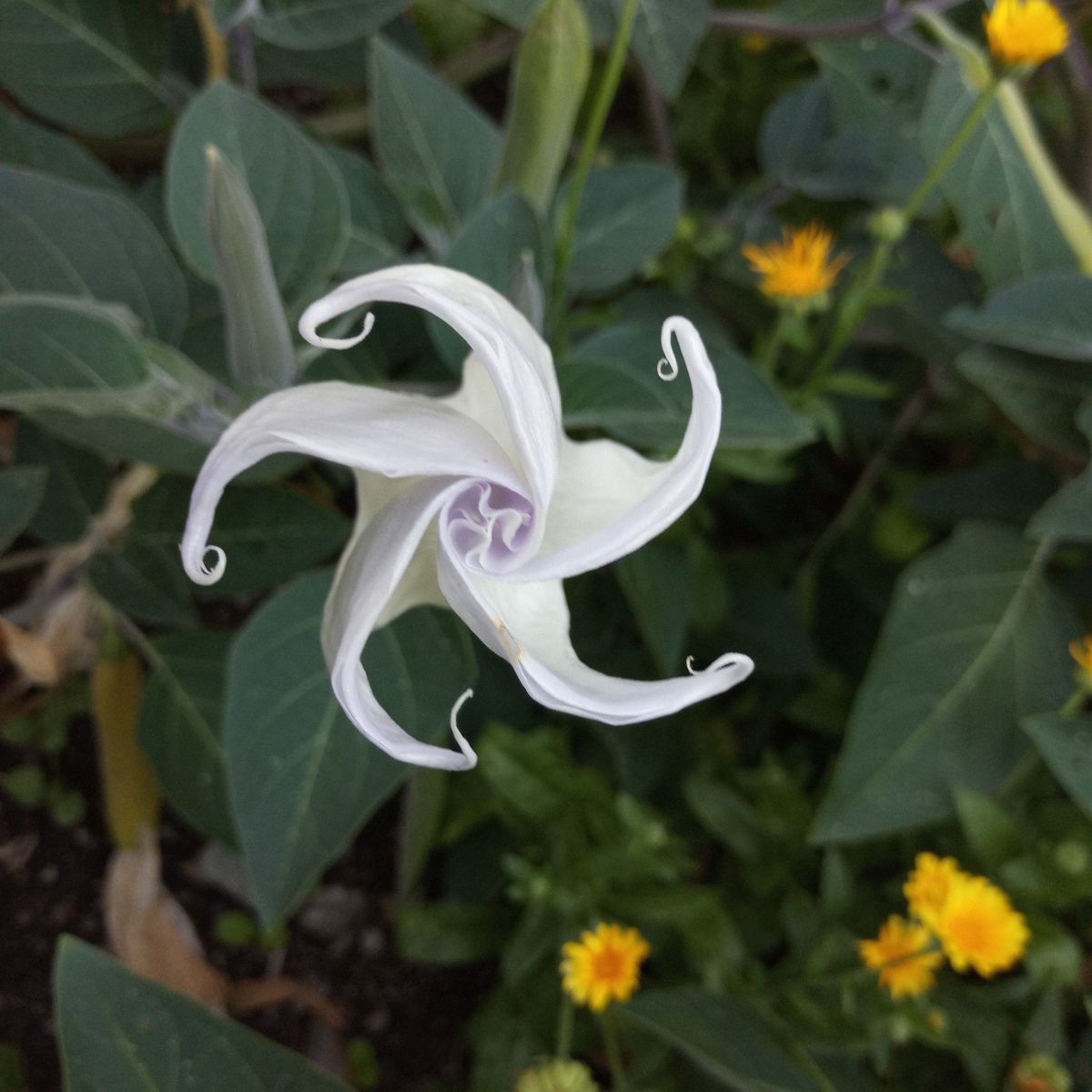 Image of Datura flower
