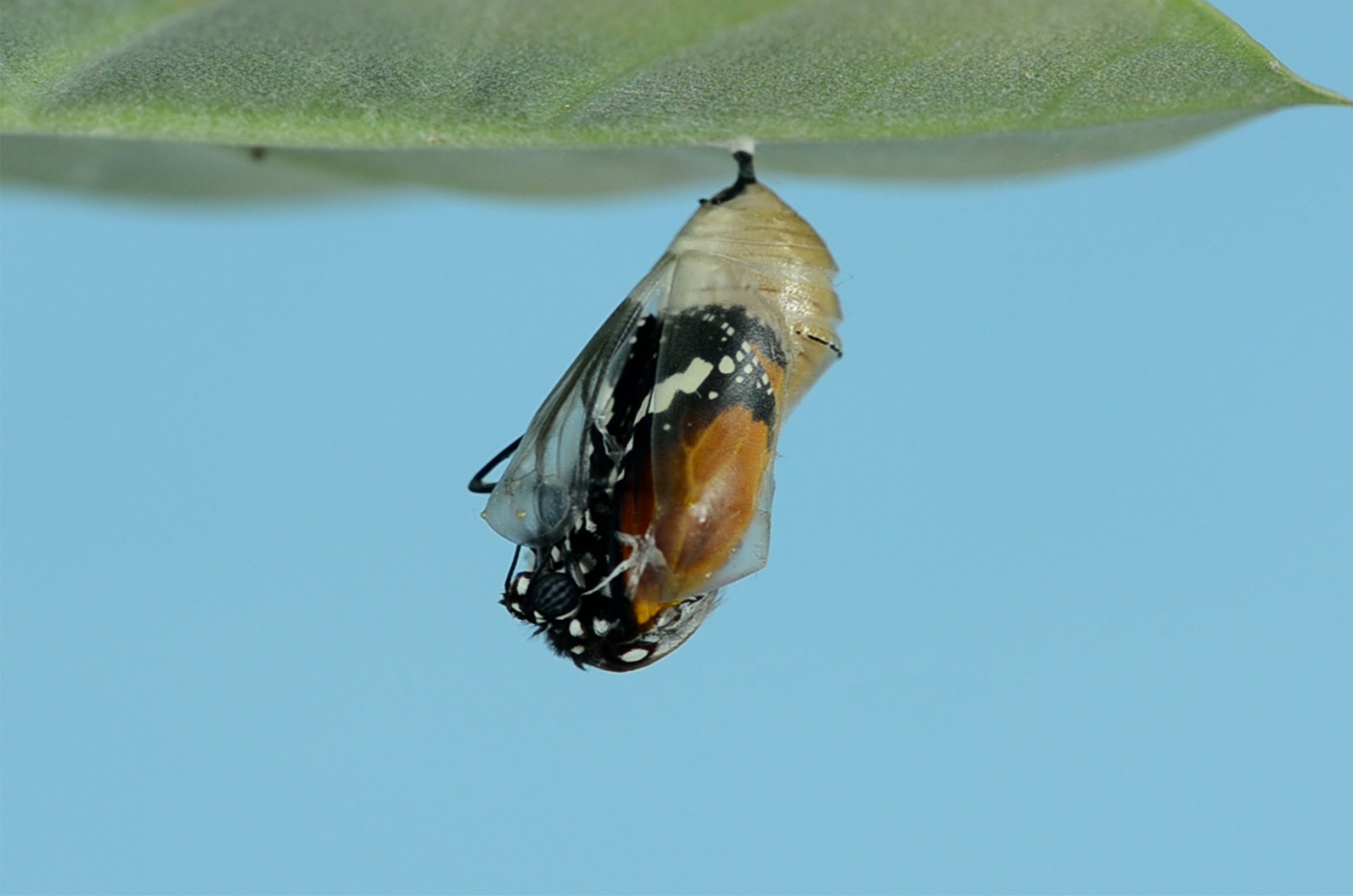 Image of emerging butterfly from a cocoon by bankim-desai on Unsplash