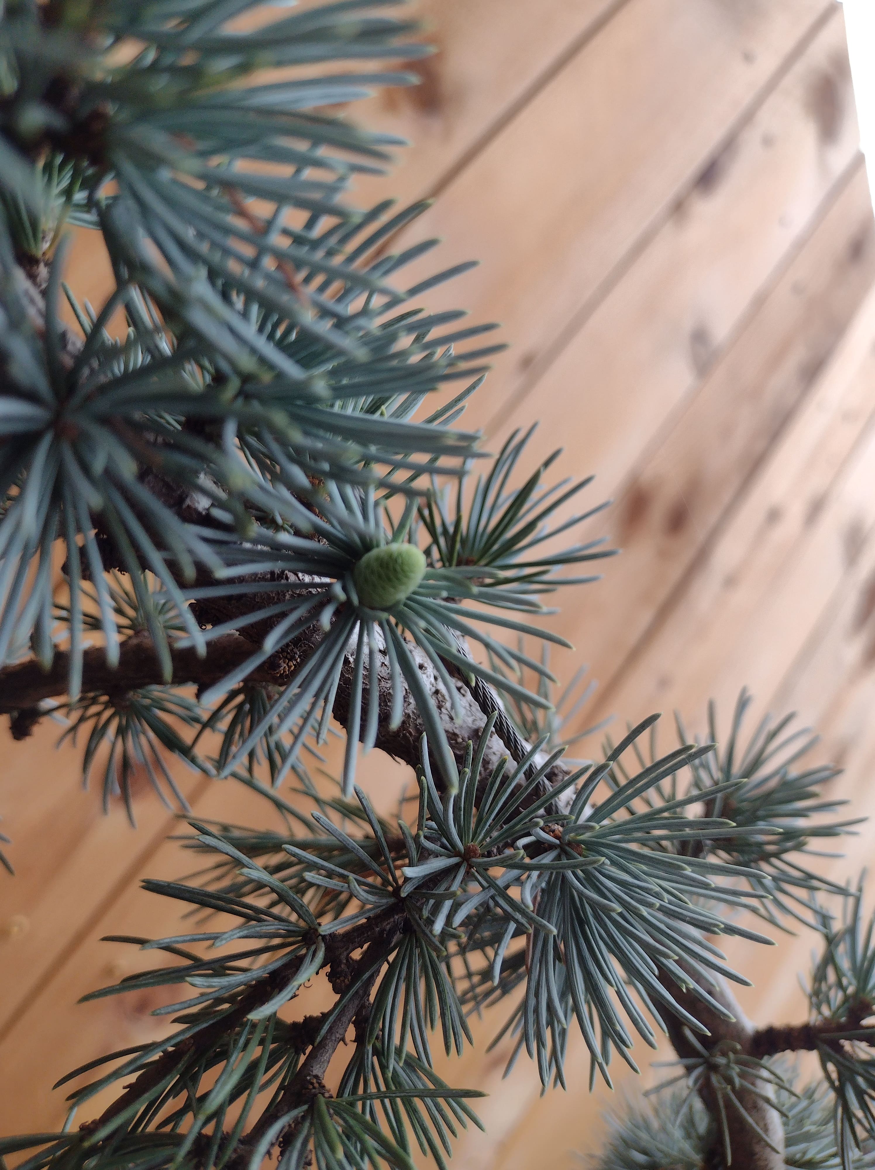 Image of evergreen spruce needles in front of cedar fence, close up
