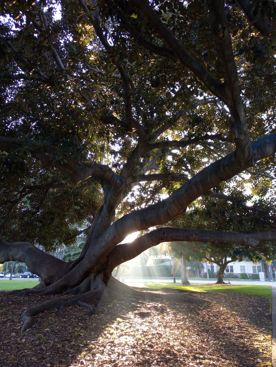 Image of large tree with sun coming through its limbs
