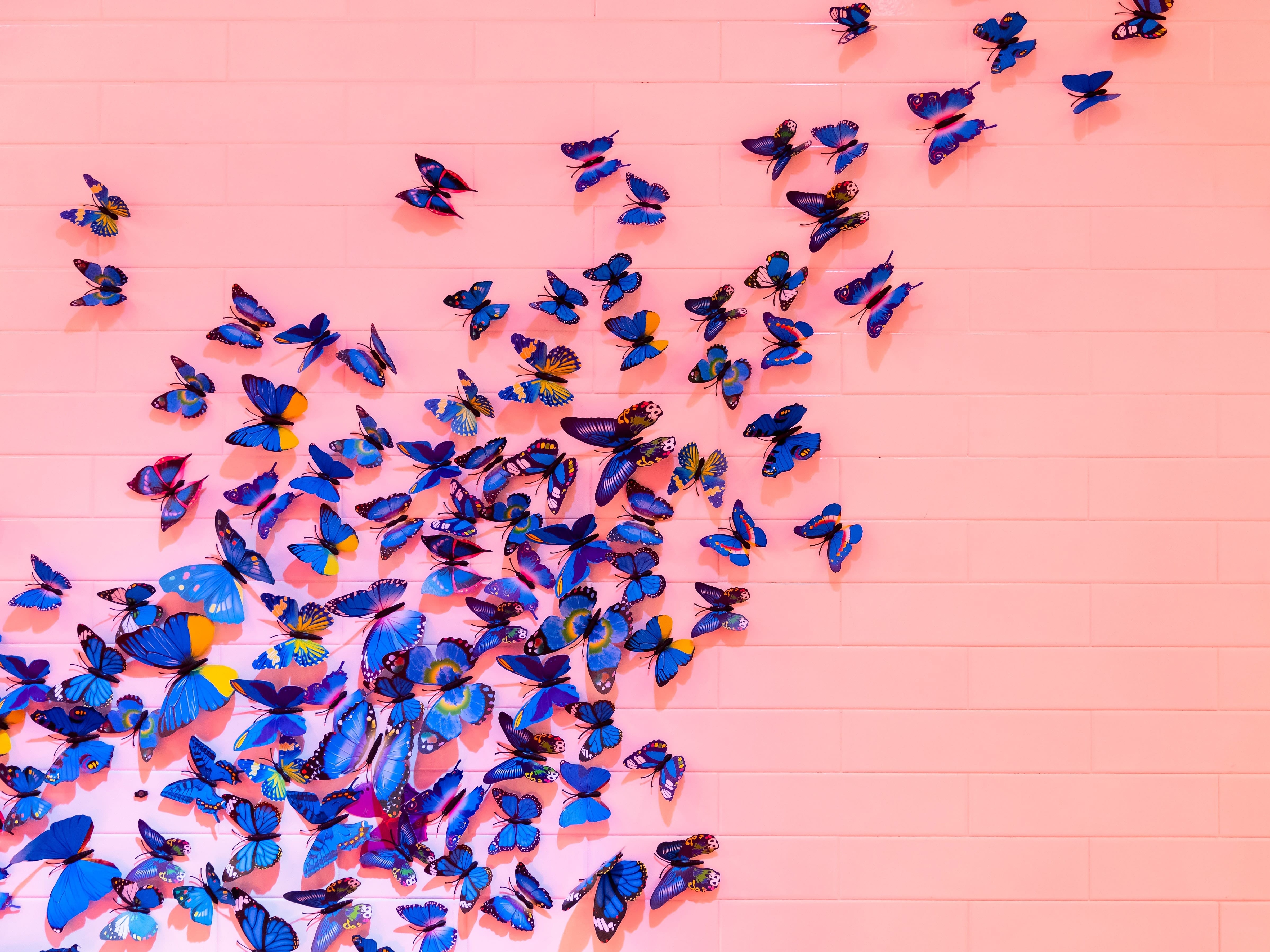 Image of blue butterflies on pink brick by drz on unsplash