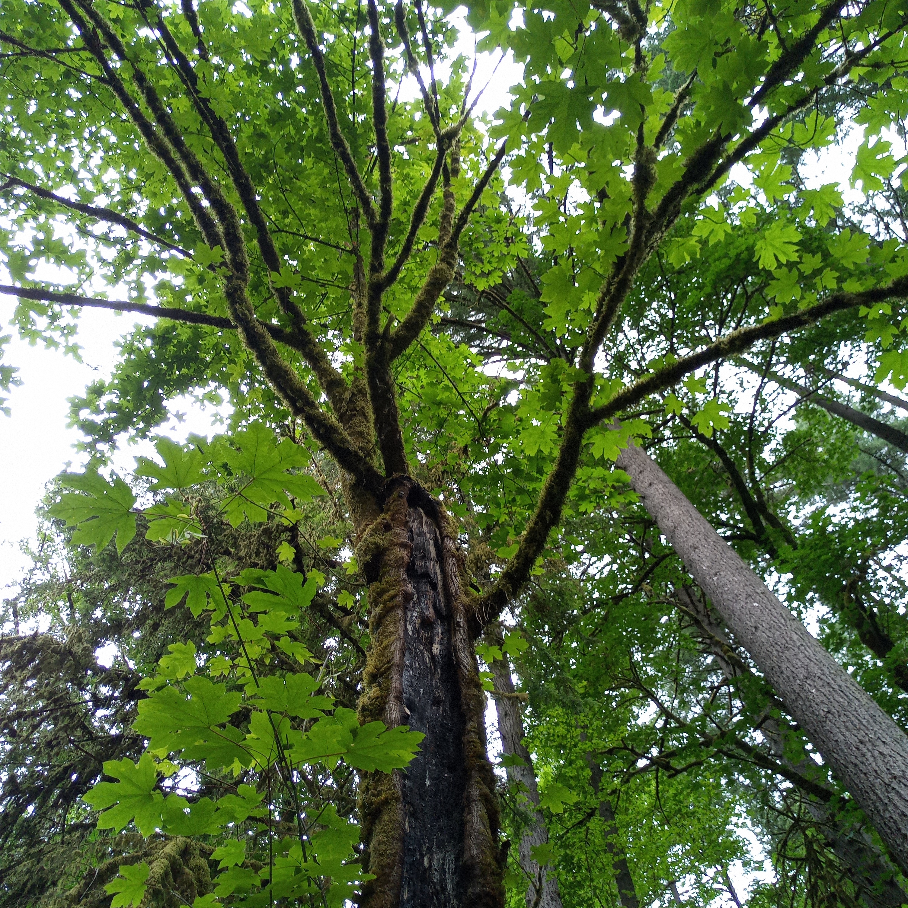 Image of looking up into leaves of maple tree