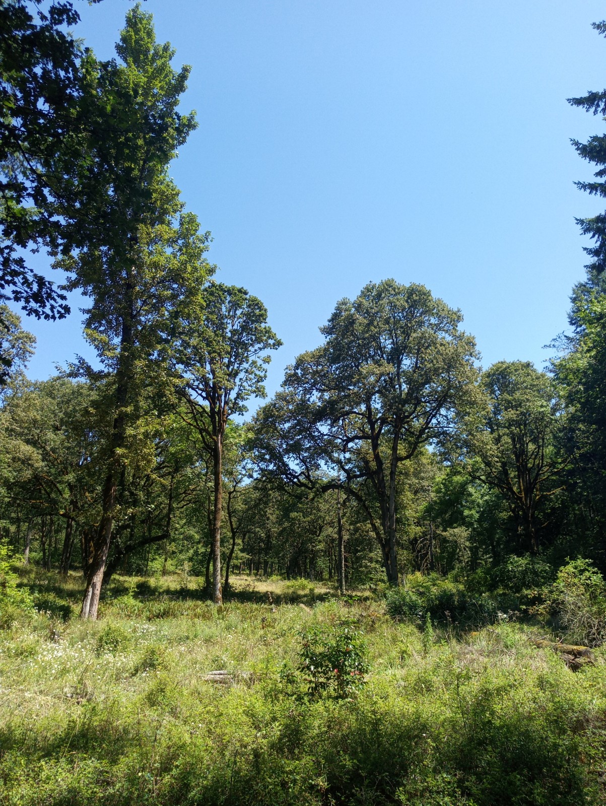 image of oak trees with blue sky in the background