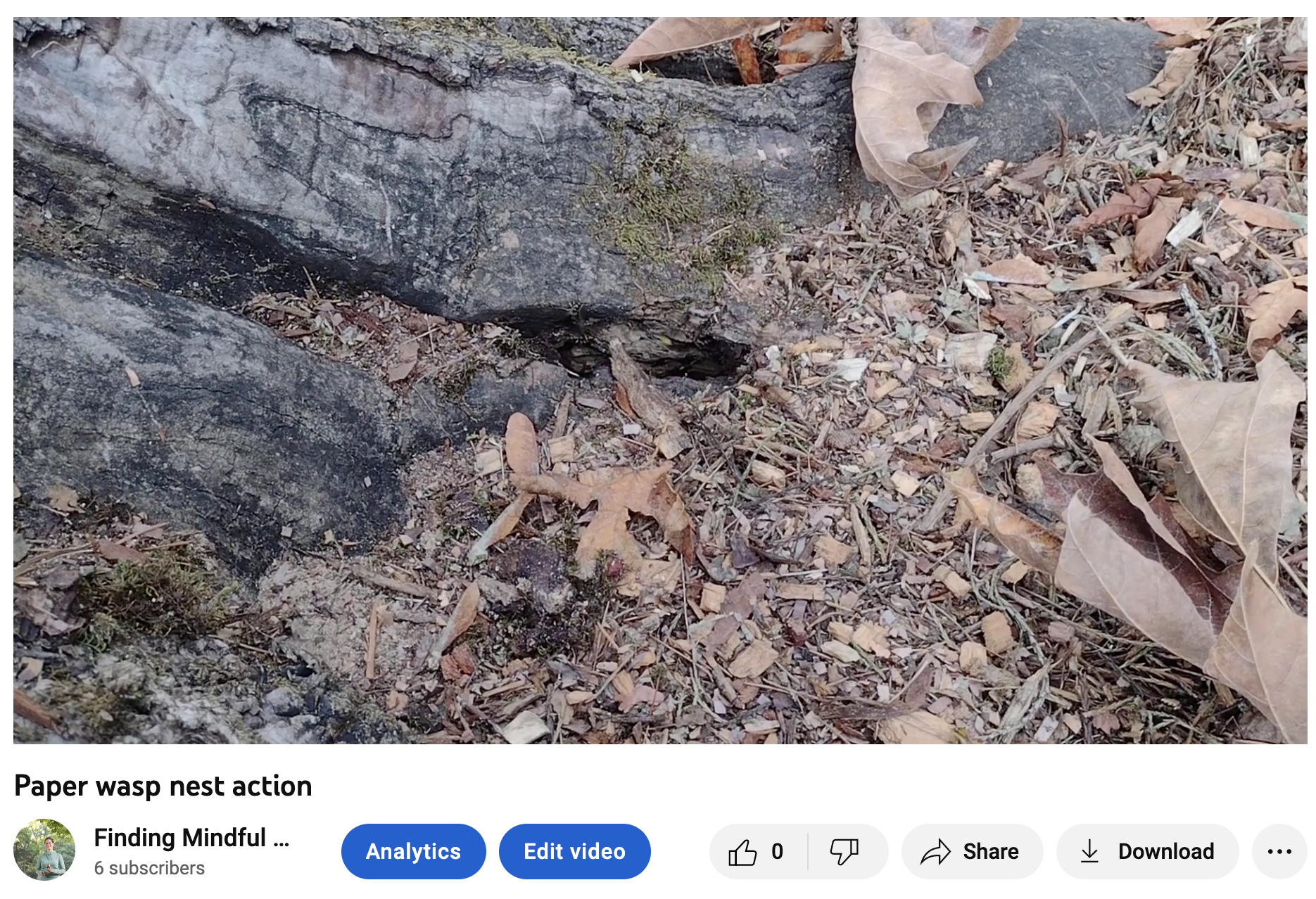 Image of tree base with wasp nest near wood chips