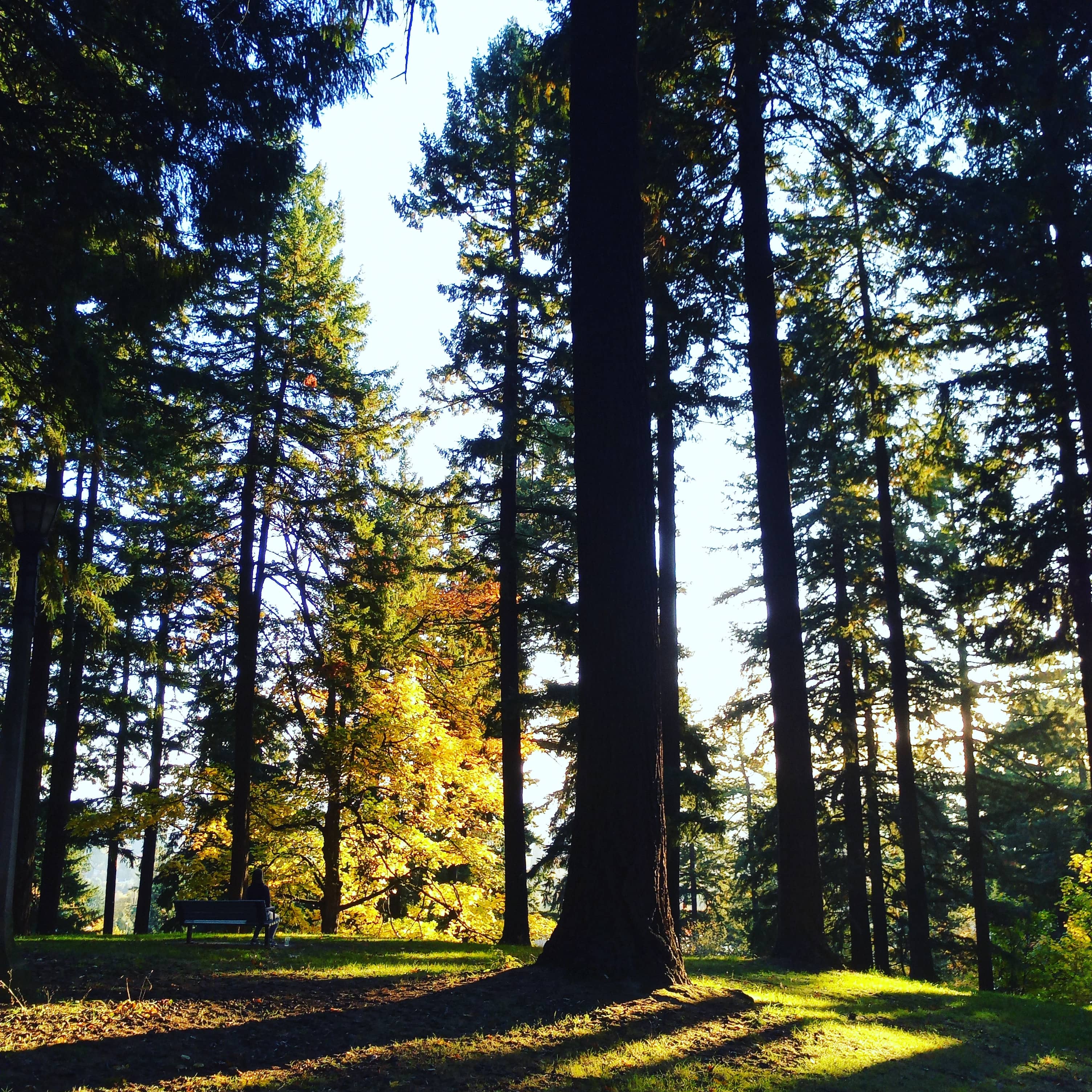 Image of person sitting below tree in Mt. Tabor park.