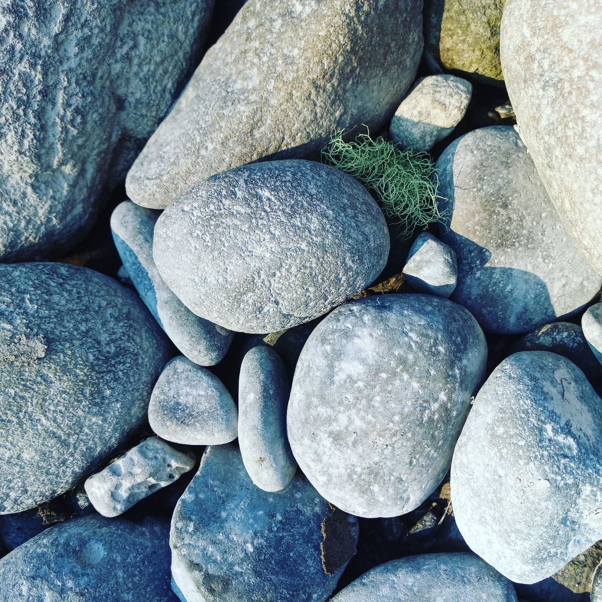 rocks and lichen