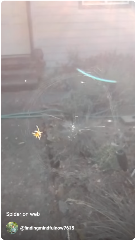 Image of spider on web.