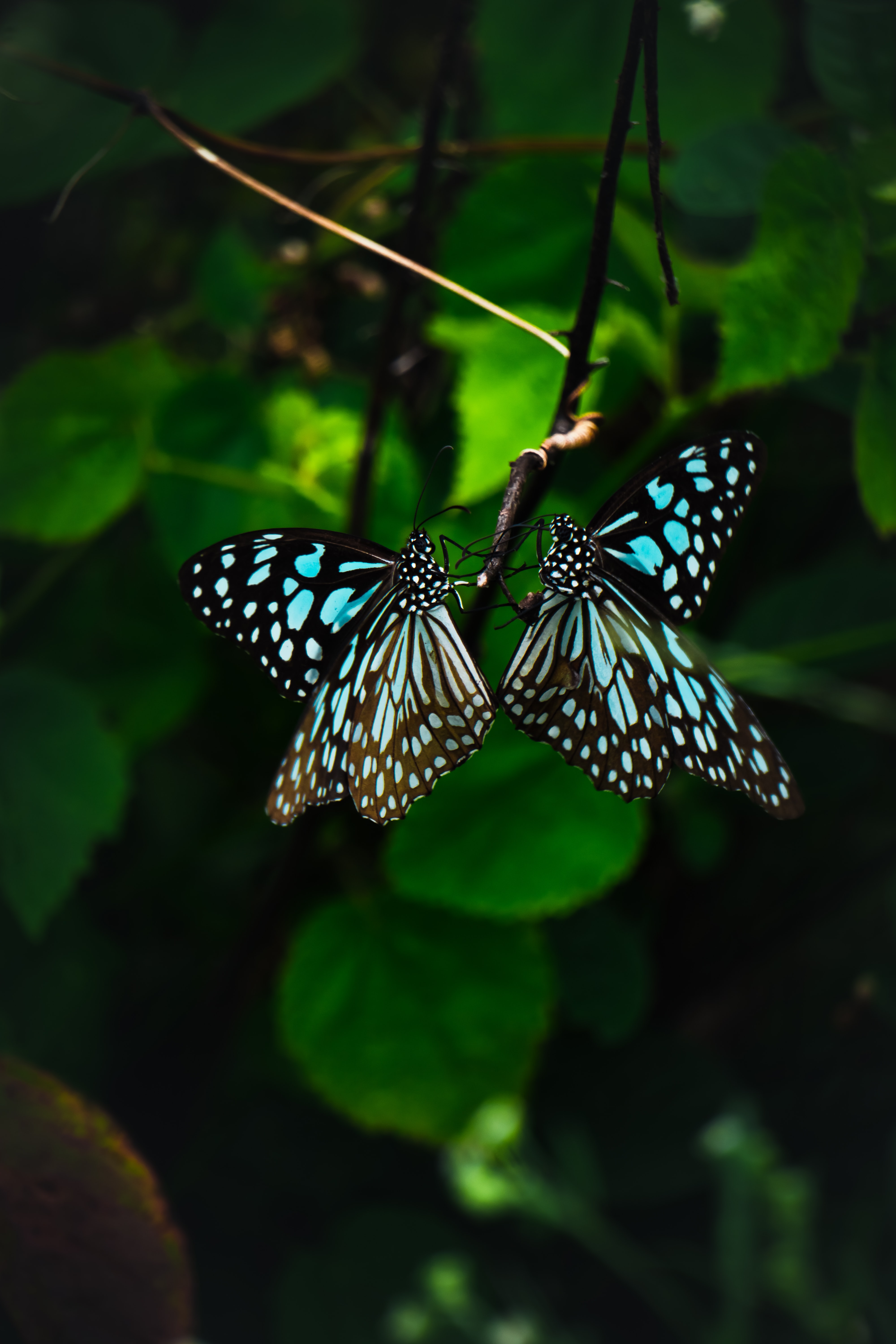 Two butterflies on a leafy background by sumit sharkar NDNKI on Unsplash