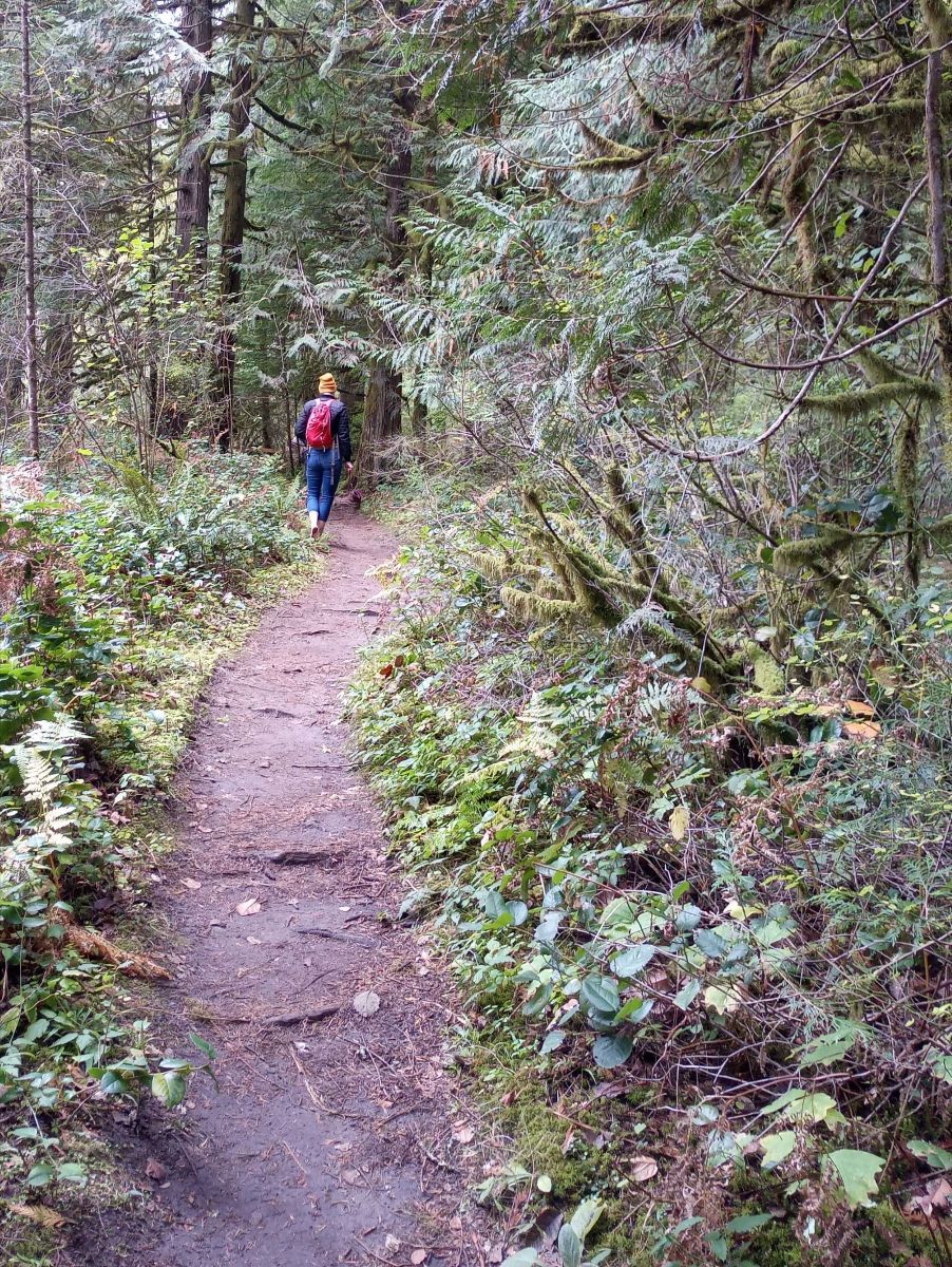 Mindfulness Walks|Forest Bathing
