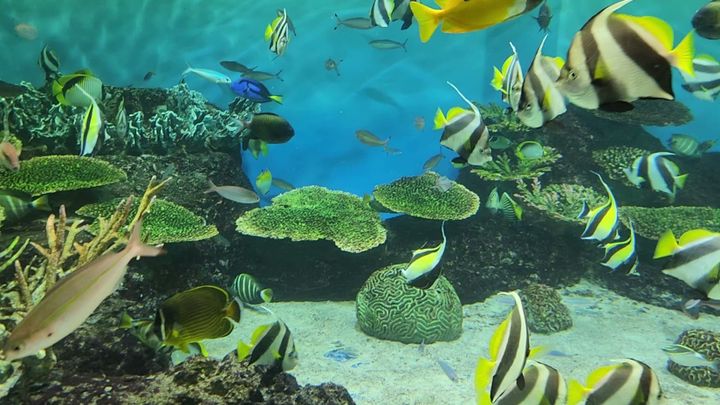 Beating the Japanese Language Plateau - な and い adjectives