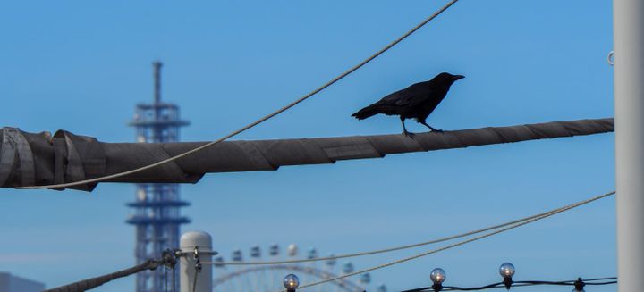 Crow silhouetted against blue sky with distant tower and ferris wheel
