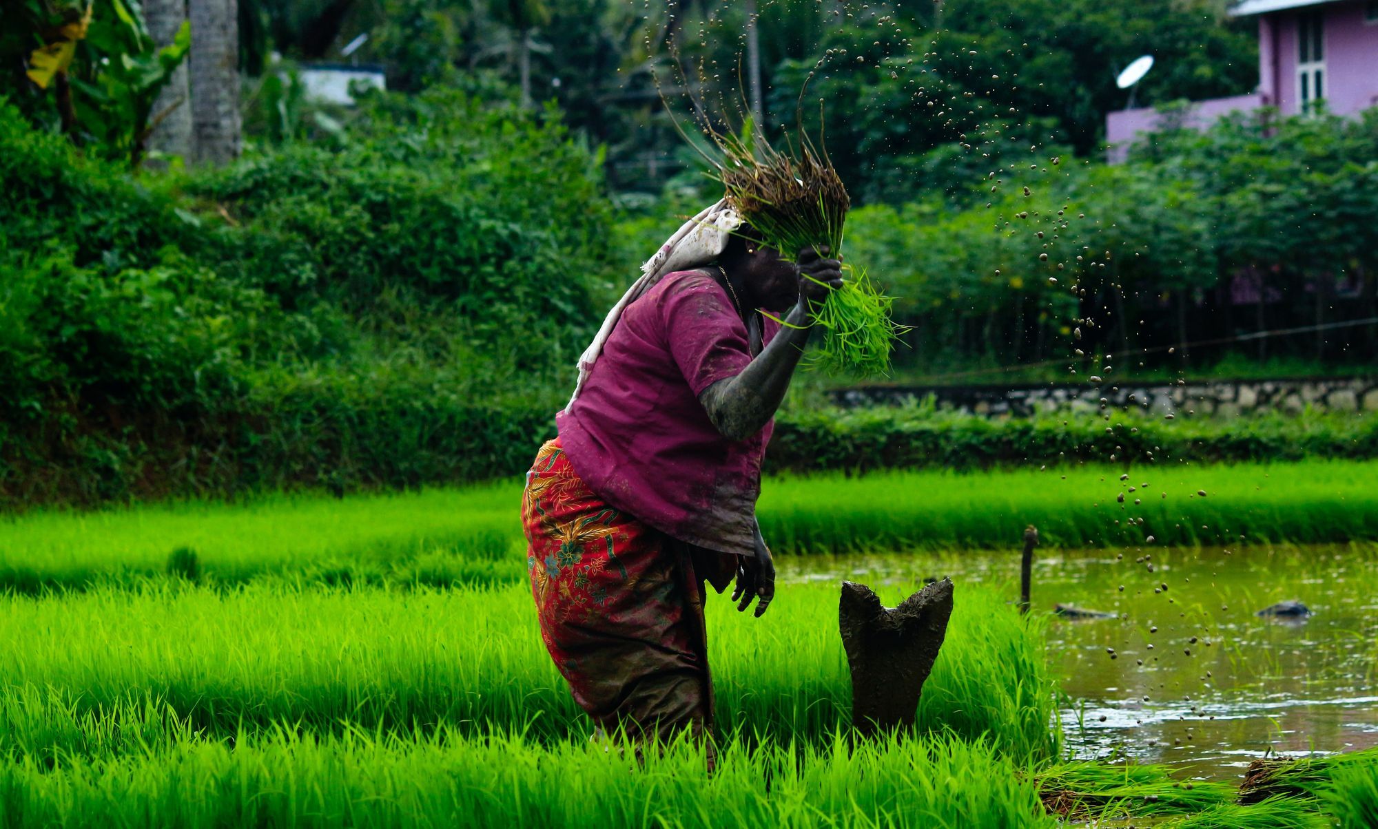 The Wisdom of Traditional Farming: Sattvika's Philosophy