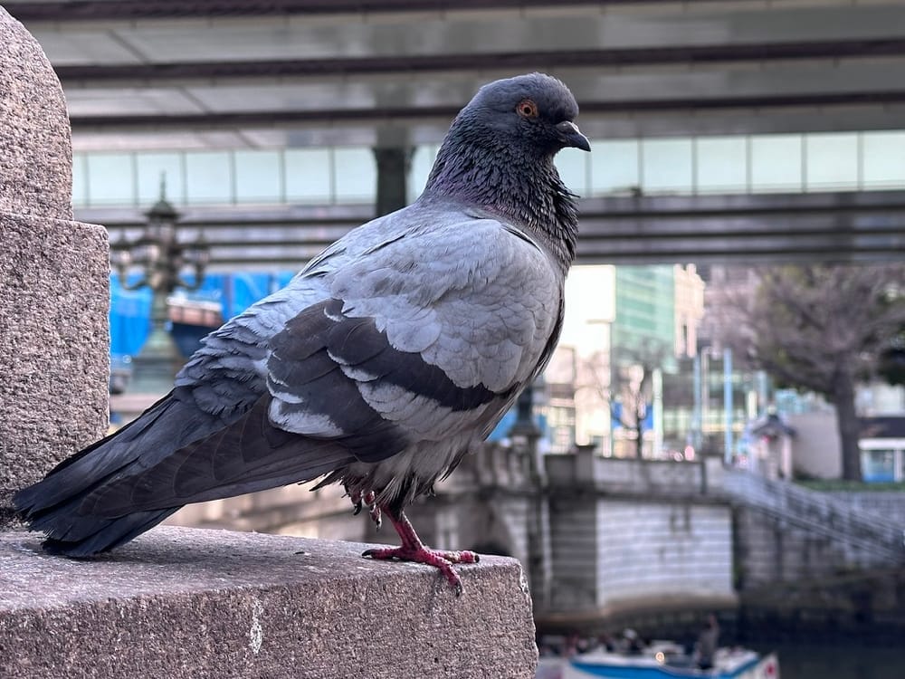 A bird on a ledge in front of a canal