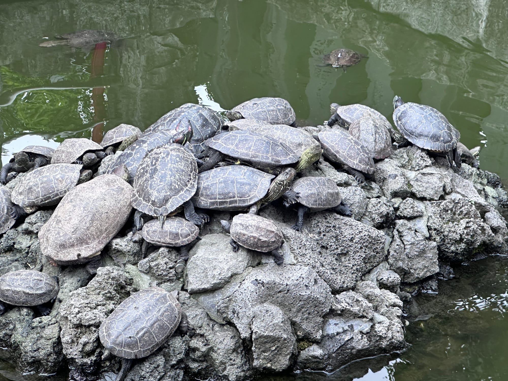 TURTLE PILE!! (about 15 turtles stacking on a rock in a lake)