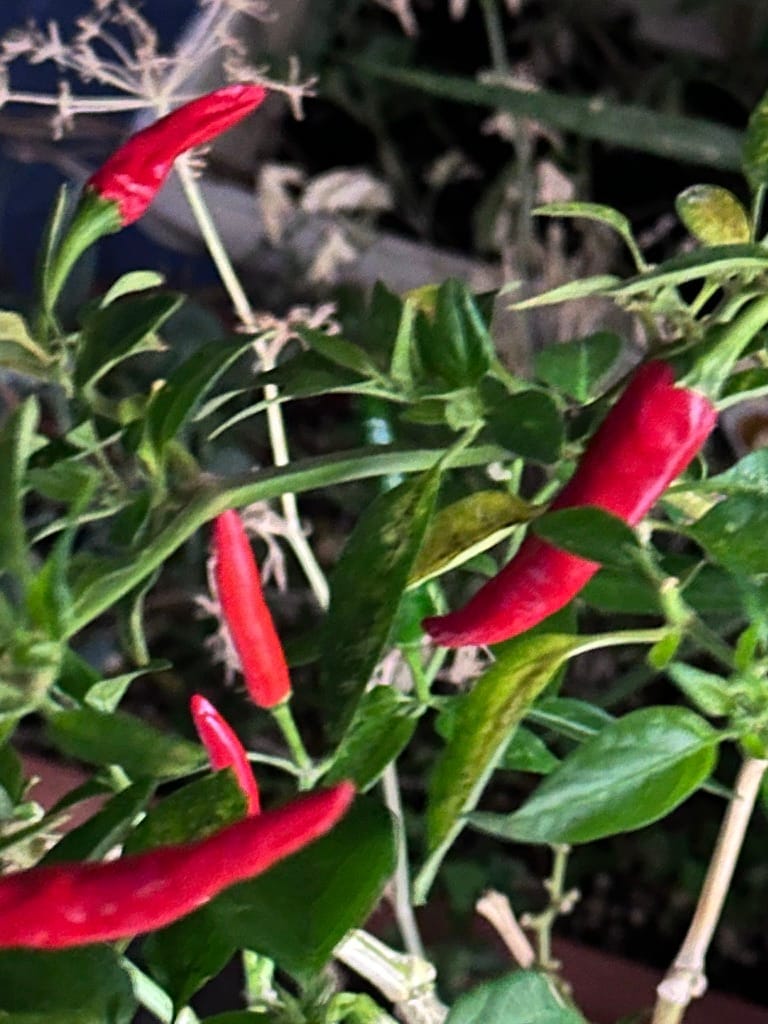 several red chilis on a plant