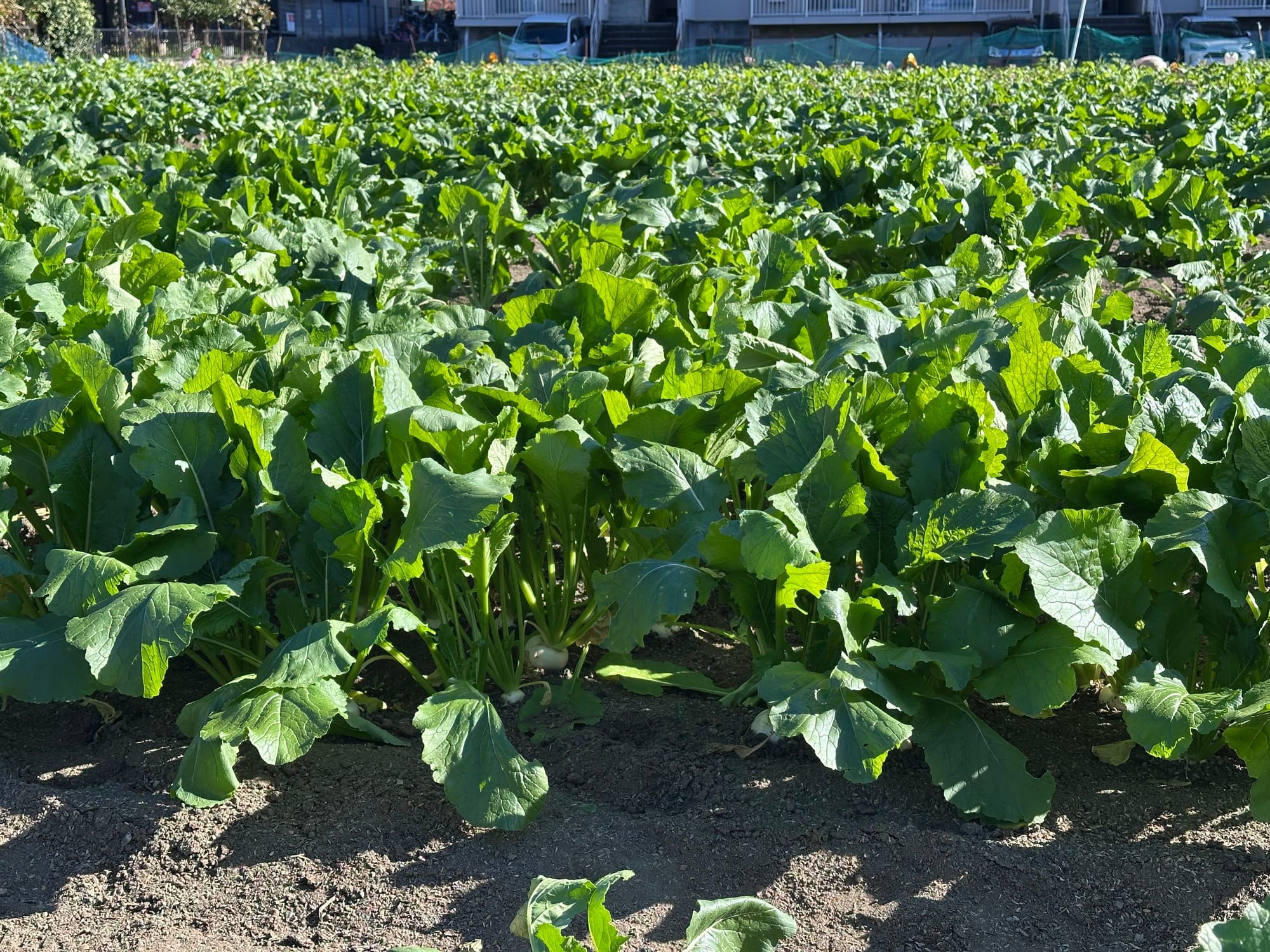 A turnip field 