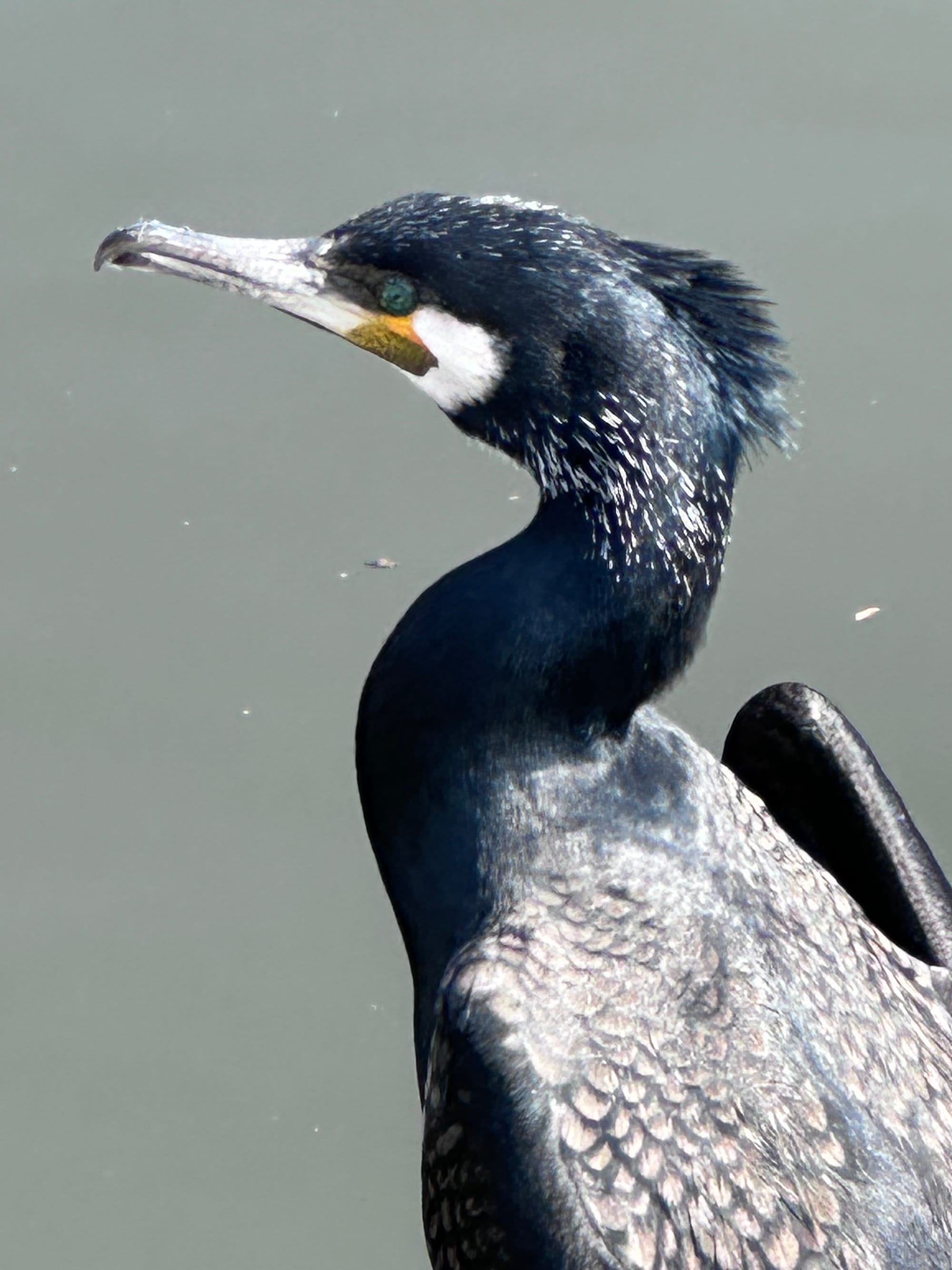 A cool bird with a long skinny neck and dark feathers