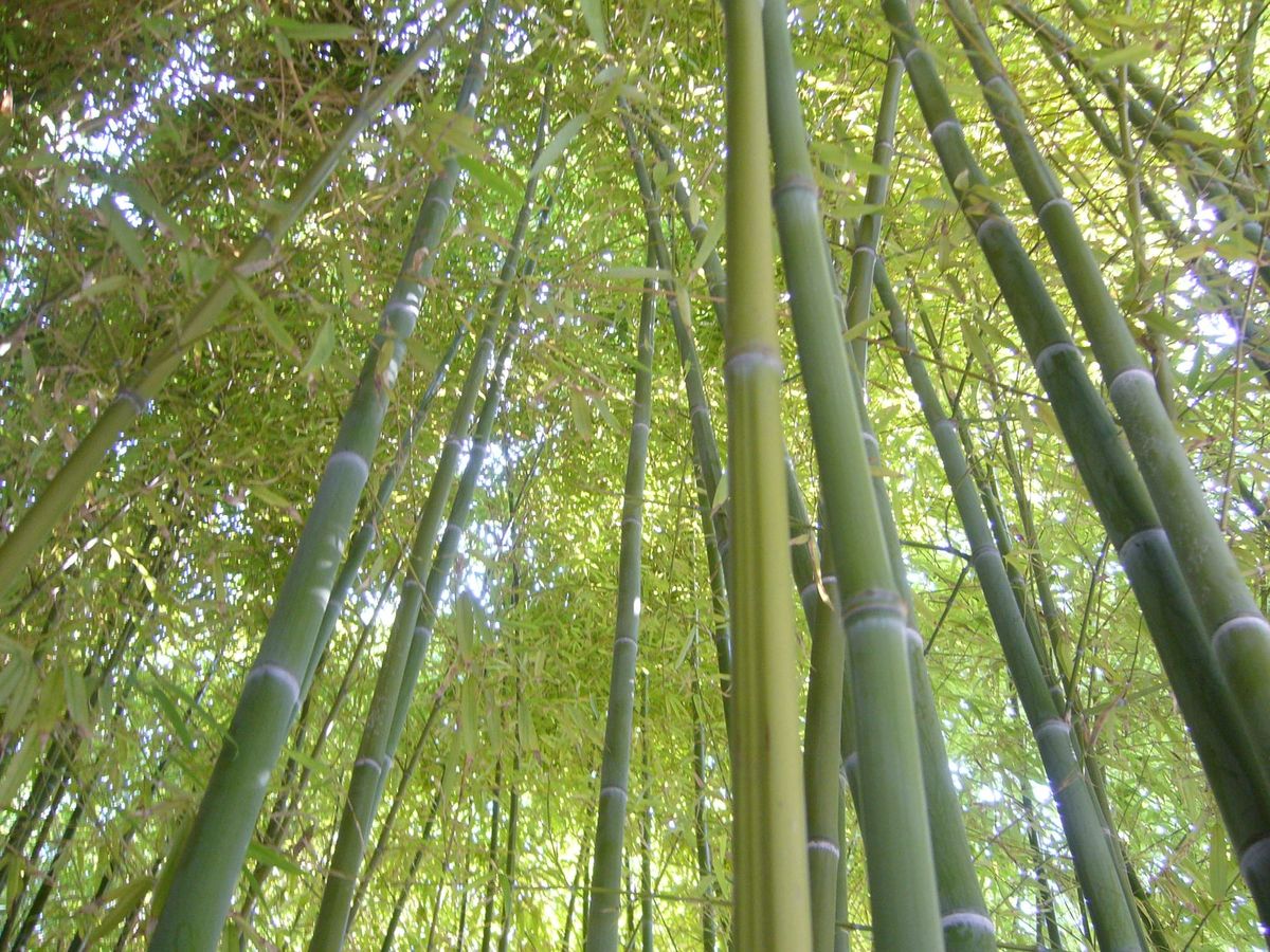 Bamboo