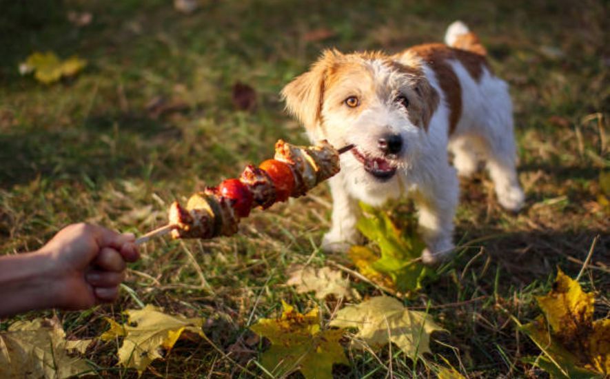 Asparagus on the Doggy Menu: A Nutritional Insight