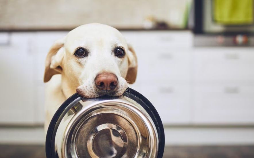 on Unleashing the Green Goodness: Can Dogs Munch on Asparagus?