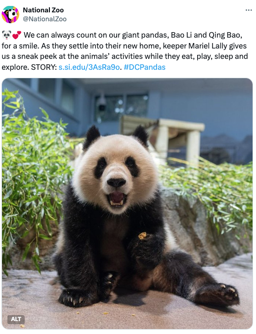 A photo of a panda posing in its enclosure. 