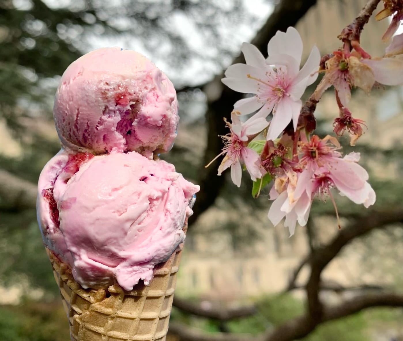 A double-scoop of pink icecream in a cone, next to pink cherry blossoms.