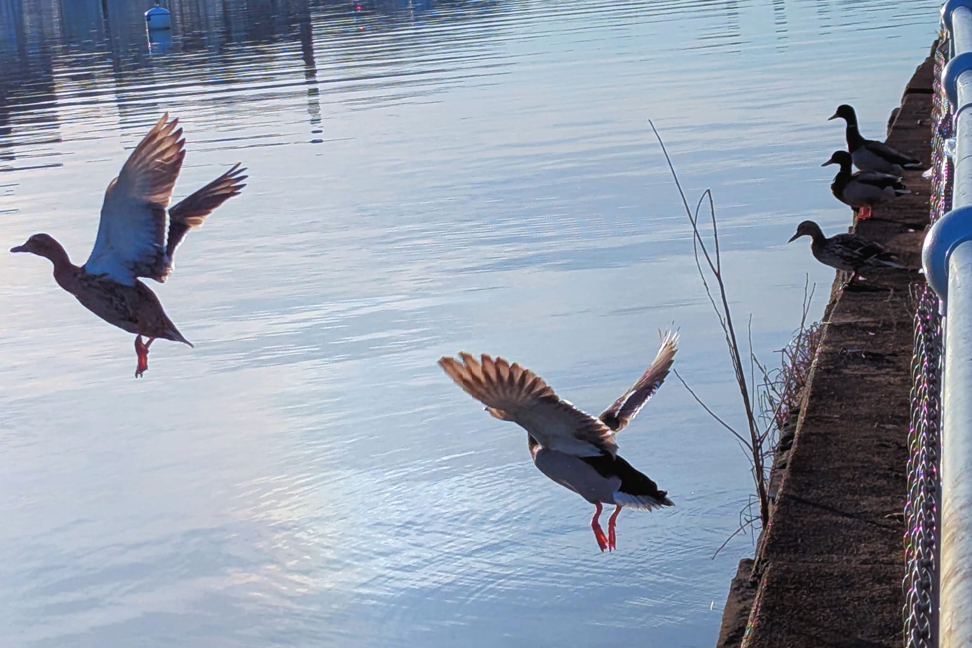 Two ducks fly over water, three ducks stand on the edge watching. 
